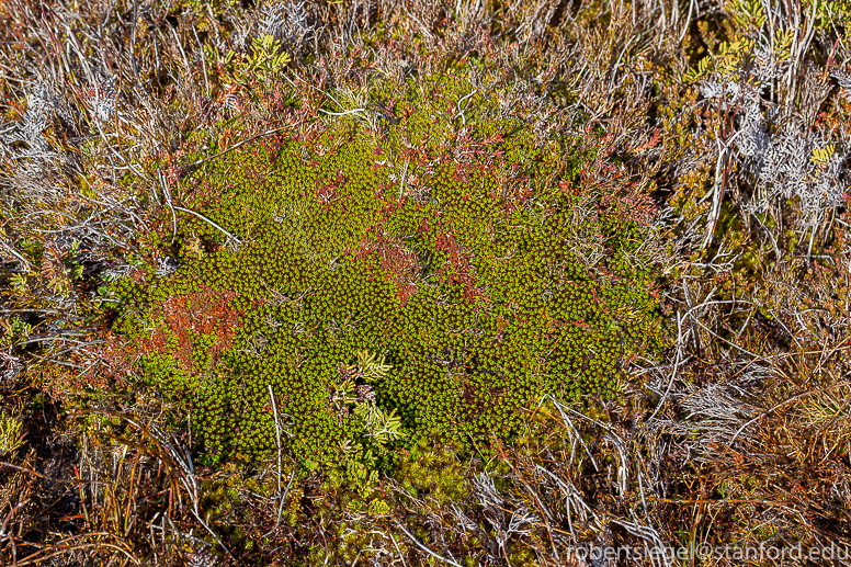 alpine cushion